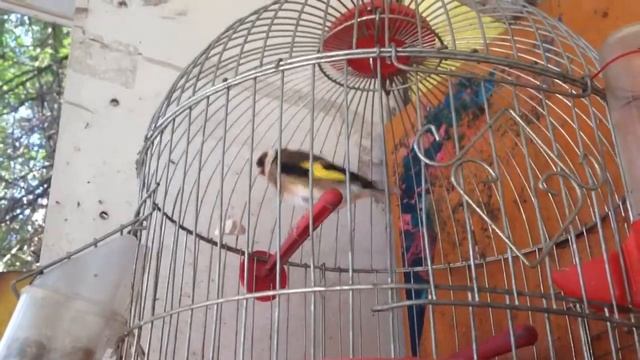 Щегол смотреть онлайн