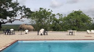 Swimming Pool Elephant at the Mole Park!