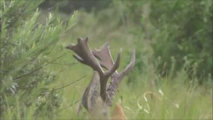 Охота на косулю. Трофейные рога !