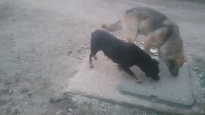 Пёс 1 сезон 10 серия ужин на двоих