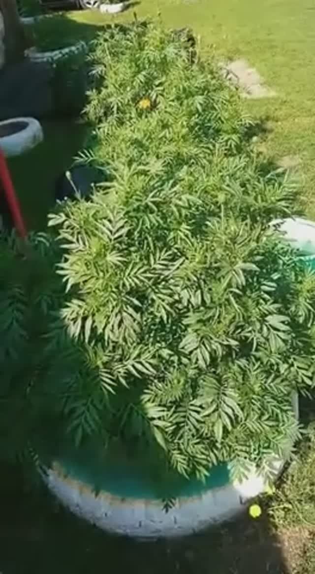 Козел с ведром