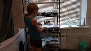 моя рассада петунии и перца 5