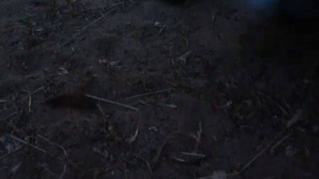 Медведка смотреть онлайн