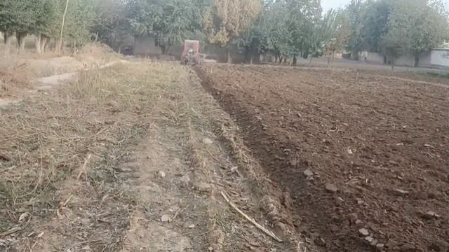 трактор Беларусь 311