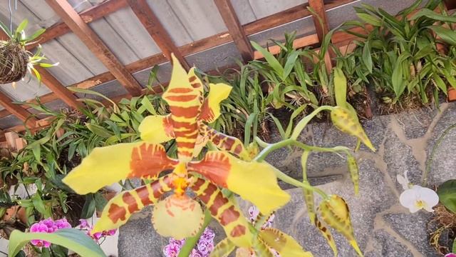 Oncidium gigante, Rossioglossum Grande смотреть онлайн