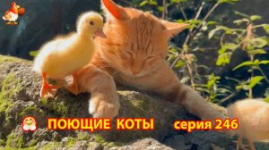 Крутые коты у птичьего двора серия (246) 🐈🐈😹 Природа Абхазии и подворье с птицами и животными ❣