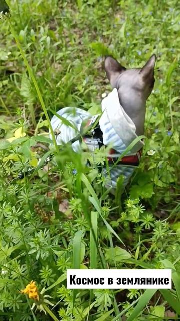 Кот "Космос" первые прогулки. #Канадский резиновый (элитный) сфинкс. Цвет: графит #канадскийсфинкс смотреть онлайн