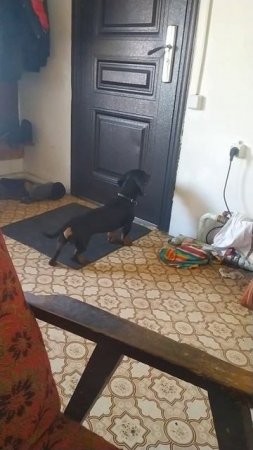 я под надёжной защитой. стая такс на посту