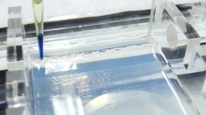 Demonstration of DNA Gel Electrophoresis