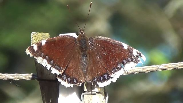 Suruvaippa pyykkipojassa смотреть онлайн