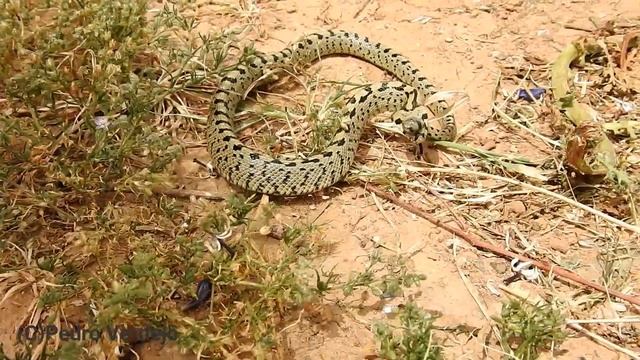 #La #Culebra de #Escalera смотреть онлайн
