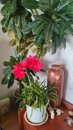 Валлота прекрасная (Vallota speciosa) комнатное растение.