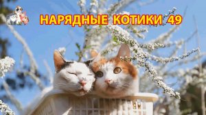 Нарядные Котики расслабляются на солнышке 🌞 🐈🐈⬛🐈 (49)