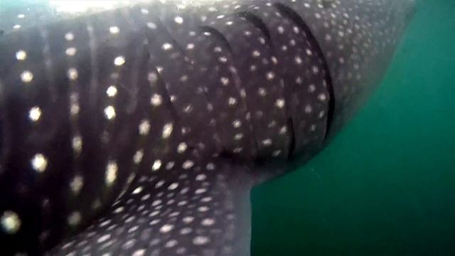 Replay XD: Giant Fish, Tiny Meal смотреть онлайн