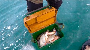 ЖОР ЛЕЩА !!! ДЕНЬ ОТОРВАННЫХ МОРМЫШЕК !!!