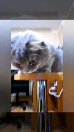 Oops, I did it again 😉🐈#shorts #short #shortvideo #shortsvideo #funny #funnyvideo #cats