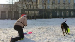 Спортивный Метис Нэтта - барьер через корпус, вольт от спины