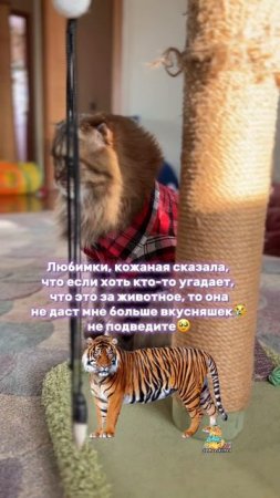 Друзья, не подведите!😸 #котики #юмор #животные