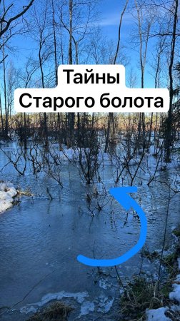 Секреты и находки  старого болота !