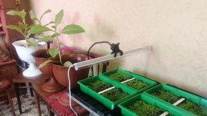 Домашняя аранжерея.