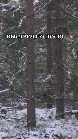 Выстрел по Лосю 🫎🎯