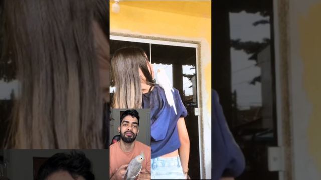 Calopsita fugiu das mãos dela na varanda #calopsitas #calopsita смотреть онлайн