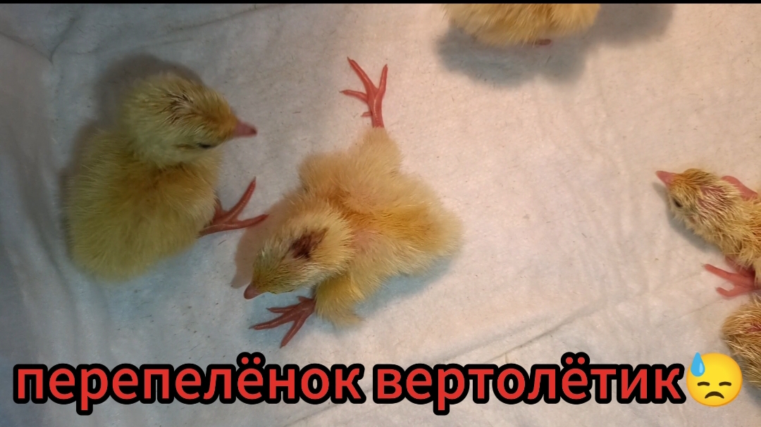 Вылупление перепёлок🐦перепелята бывают разные... В том числе и такие...