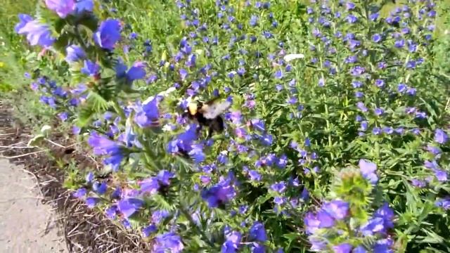 Песня шмелиного июньского утра, 2017,лето смотреть онлайн