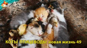 Коты птицеводы со своими подопечными 😹🐈🐈 Новая жизнь – выпуск (49) ❣️🤗😂