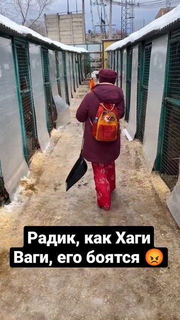 Некоторых собак боятся даже волонтёры😎 #shortvideo смотреть онлайн
