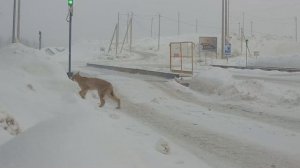 Камеры наблюдения зафиксировали рысь на карьере в Горнозаводске