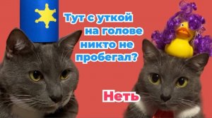 ЕСЛИ БЫ КОТИКИ БЫЛИ ПОЛИЦЕЙСКИМИ-ЗАБАВНЫЕ СИТУАЦИИ