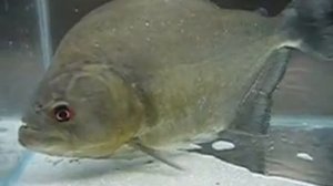Serrasalmus rhombeus Black Rhom Piranha