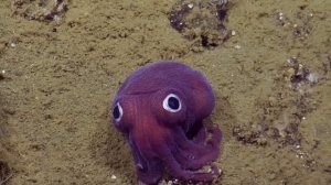 Googly-eyed Stubby Squid ｜ Nautilus Live