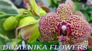 №1044/ СВЕЖИЕ, шикарные ОРХИДЕИ в с/ц DOMENIKA FLOWERS