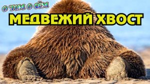 Медвежий хвост О том О сём