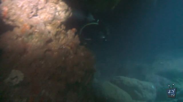 Scuba Diving at Shark's Cove, North Shore, Oahu, Hawaii - GoPro HD & Sony HDV смотреть онлайн