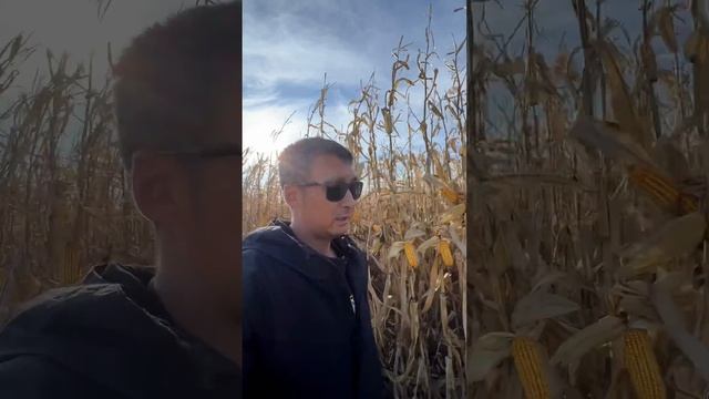 Уборка 🌽LG31642🌽 село Тескенсу! смотреть онлайн