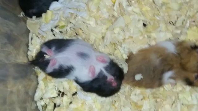 Бусины детки отдыхают, а я подглядываю!!! 🥰😘😍😇 смотреть онлайн