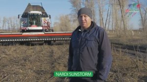 Как безрядковая жатка идет по крупноплодному подсолне