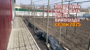 Когда буду открывать виноградник | Сезон 2025