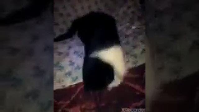 Бешеная кошка смотреть онлайн