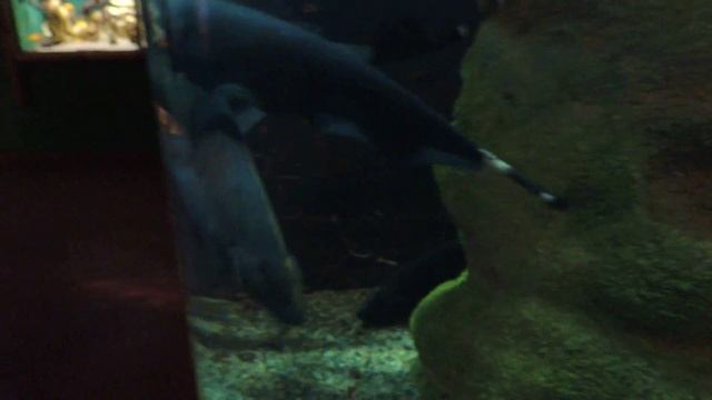 Рыба-нож. смотреть онлайн