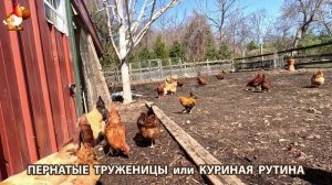 Куры несушки свободного выгула и их обычная куриная рутина – эпизод (88)