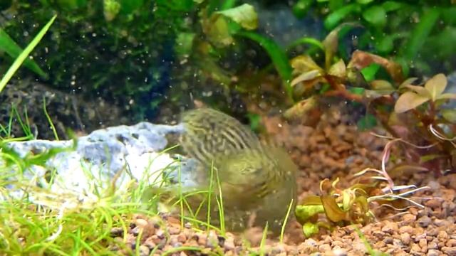 Севеллия 2 смотреть онлайн