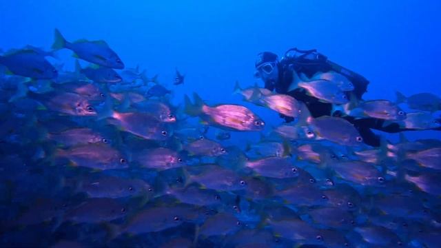 Respirar bajo el mar, Espiritu de Buceo Dive Center Tenerife смотреть онлайн