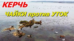 КЕРЧЬ. Война за крошки: чайки против уток