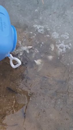 Эти карасики работали живцом в магазине. В добрый путь. #философиярыболова #маркарыбака