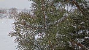 Зима продолжается и в марте. Изумительная музыка для души.