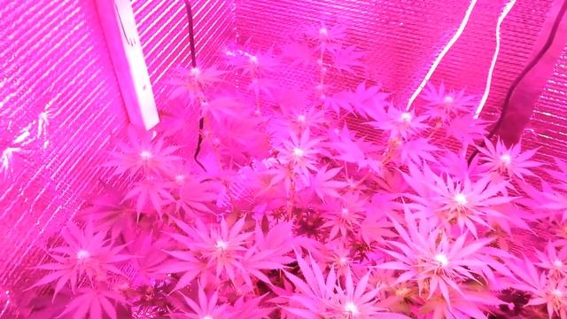 First grow part 11 chronic week 3 of flower смотреть онлайн